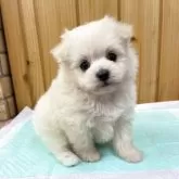 ポメプー(ポメラニアン×トイプードル)【新潟県・男の子・2025年10月17日・ホワイト】の写真6