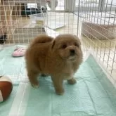 ポメプー(ポメラニアン×トイプードル)【新潟県・男の子・2025年9月26日・レッド】の写真2