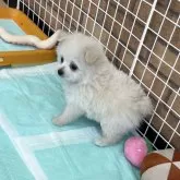 ポメプー(ポメラニアン×トイプードル)【新潟県・男の子・2025年10月17日・ホワイト】の写真4