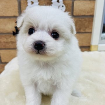 ミックス(ポメラニアン×ミックス)【新潟県・女の子・2024年9月14日・ホワイト&クリーム】の写真「片耳がベージュです(^_−)−☆」