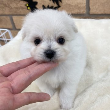 ミックス(ポメラニアン×ミックス)【新潟県・女の子・2024年9月14日・ホワイト】の写真「ふわもこちゃん❤️」