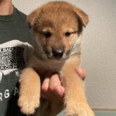 四国犬