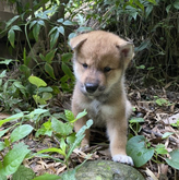四国犬