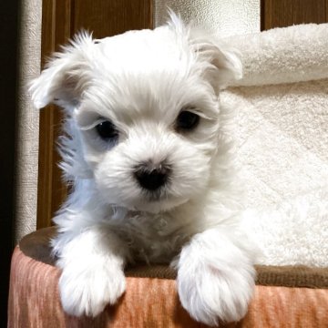 マルチーズ【宮城県・男の子・2025年10月6日・ホワイト】の写真「可愛い男の子♪」