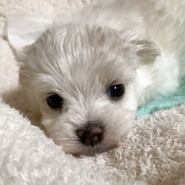 マルチーズ【宮城県・女の子・2025年10月13日・ホワイト】の写真「可愛い女の子♪」