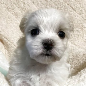 マルチーズ【宮城県・女の子・2025年10月13日・ホワイト】の写真「可愛い女の子♪」
