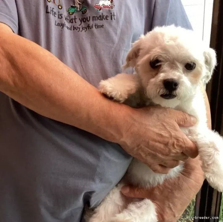ID：2305-00309の子犬