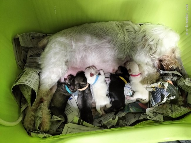 尾方香ブリーダーのブログ：可愛い赤ちゃん産まれました💕‪