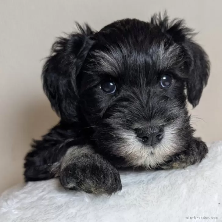 ミニチュアシュナウザー【岐阜県・男の子・2025年9月26日・ブラック&amp;シルバー】の写真1