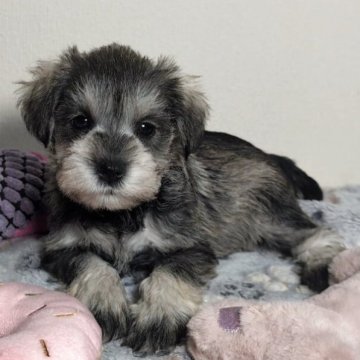 ミニチュアシュナウザー【岐阜県・女の子・2025年9月28日・ソルト&ペッパー】の写真「小ぶりで可愛い女の子」