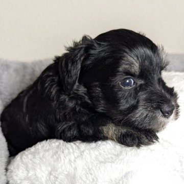 ミニチュアシュナウザー【岐阜県・男の子・2025年9月26日・ブラック&シルバー】の写真「黒多めのブラック&シルバー」