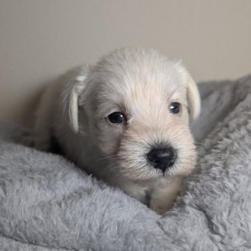 ミニチュアシュナウザー【岐阜県・男の子・2025年9月28日・ホワイト】の写真「真っ白な男の子」