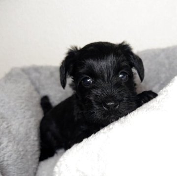 ミニチュアシュナウザー【岐阜県・男の子・2025年9月26日・ブラック】の写真「胸元に少しだけ白がチャームポイント」