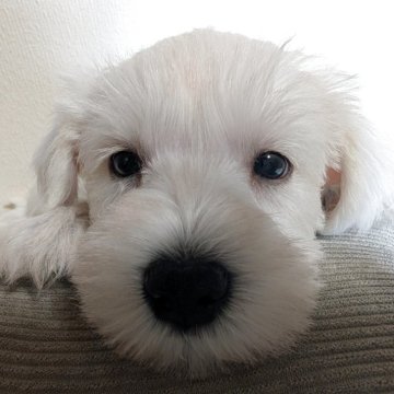 ミニチュアシュナウザー【岐阜県・男の子・2025年9月28日・ホワイト】の写真「真っ白な男の子」