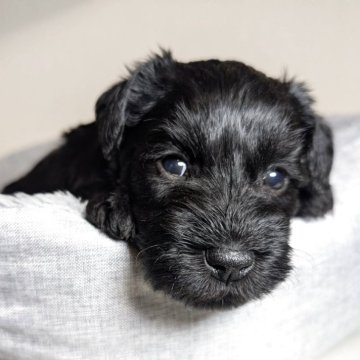 ミニチュアシュナウザー【岐阜県・男の子・2025年9月26日・ブラック】の写真「綺麗なブラックの男の子」