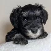 ミニチュアシュナウザー【岐阜県・男の子・2025年9月26日・ブラック&シルバー】の写真1