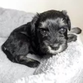 ミニチュアシュナウザー【岐阜県・男の子・2025年9月26日・ブラック&シルバー】の写真10