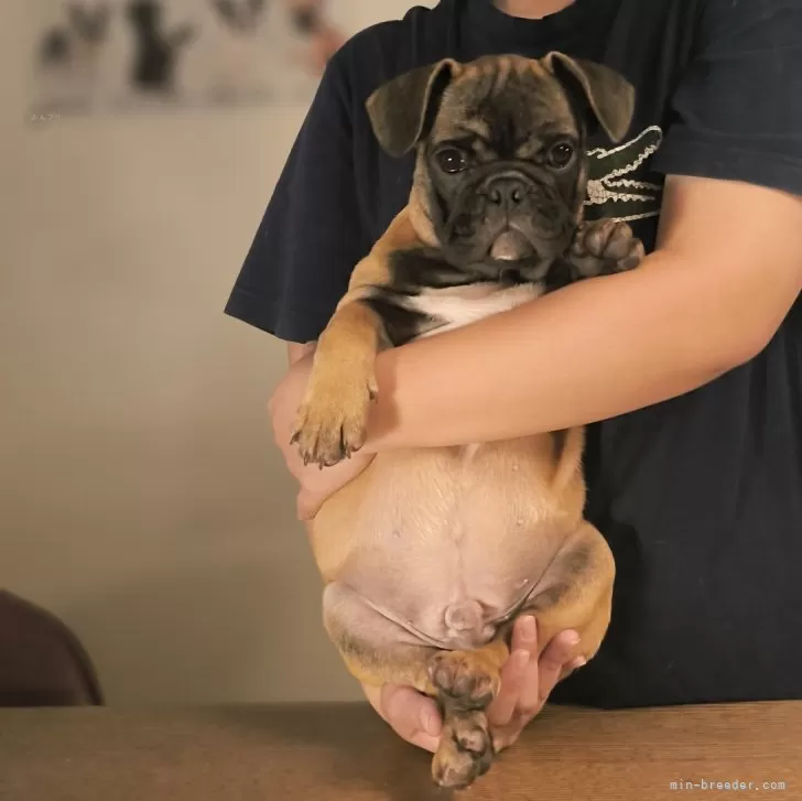 フレンチブルドッグ【東京都・男の子・2025年6月3日・レッドフォーン】の写真1「レアなカラーながら犬質も大幅に上がってきましたww」