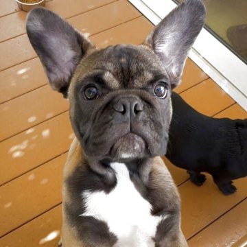 フレンチブルドッグ【東京都・男の子・2025年6月3日・フォーン】の写真「カフェラテフォーンのおっとり男子♪」