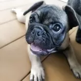 フレンチブルドッグ