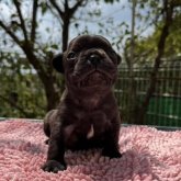 フレンチブルドッグ