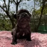 フレンチブルドッグ