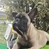 フレンチブルドッグ