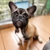 フレンチブルドッグ