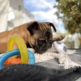 フレンチブルドッグ