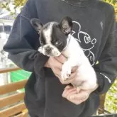 フレンチブルドッグ