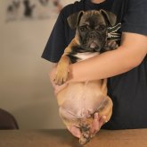 フレンチブルドッグ