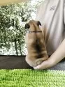 フレンチブルドッグ【東京都・男の子・2025年6月3日・レッドフォーン】の写真5「うちの犬舎は健康、カワイイ、スタンダードに拘っています。」