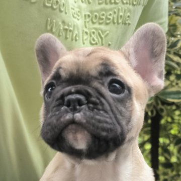 フレンチブルドッグ【東京都・男の子・2024年4月29日・フォーン】の写真「小ぶり！ショートバック！短足！フォーン！」