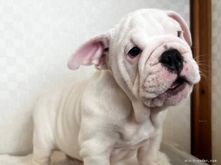 古原篤史ブリーダーのブログ：子犬情報