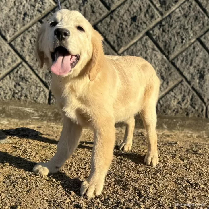 ID:2408-07853の子犬