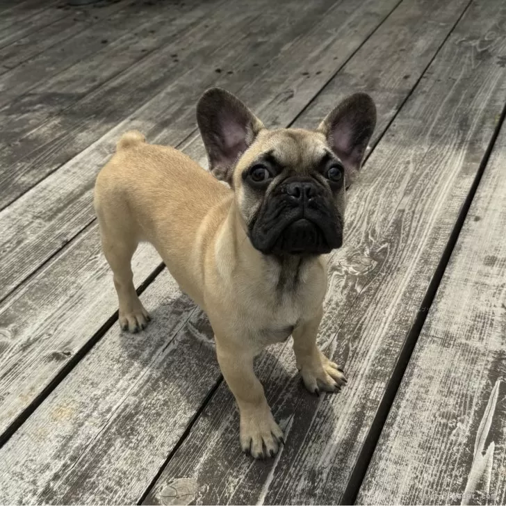 ID:2505-06453の子犬