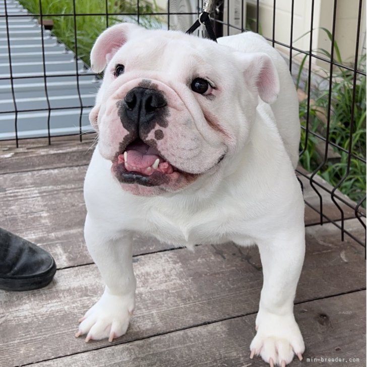 ブリーダー画像