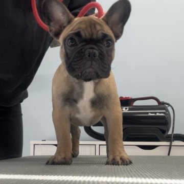 フレンチブルドッグ【岡山県・男の子・2025年8月8日・フォーン】の写真「優良血統の男の子」