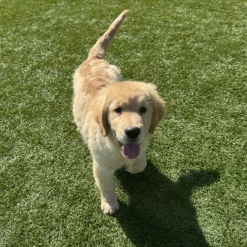 ゴールデンレトリバー【岡山県・男の子・2025年7月23日・ゴールド】の写真「可愛い男の子」