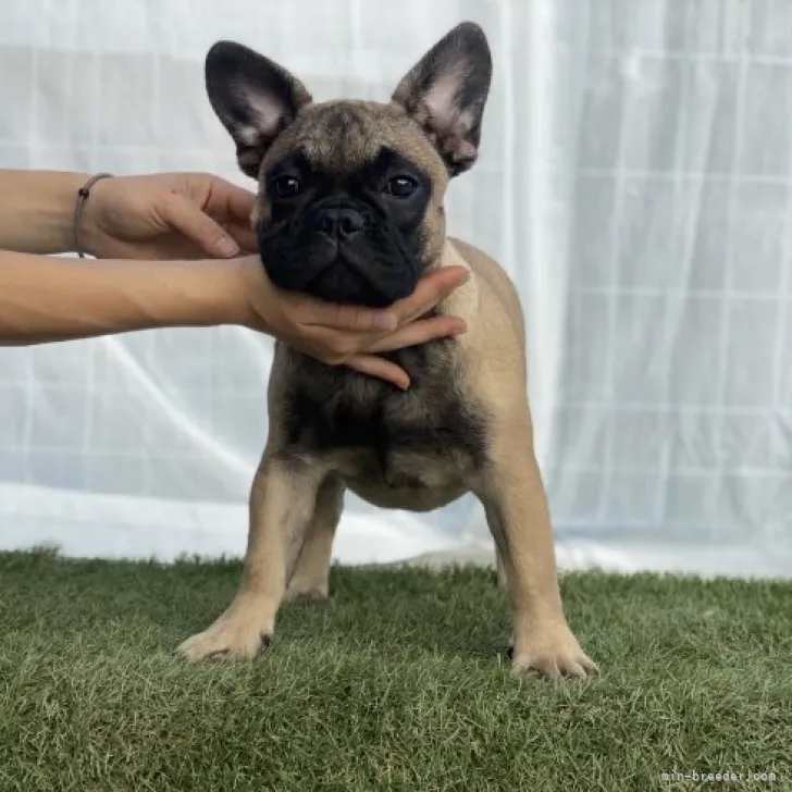 ID：2307-03640の子犬