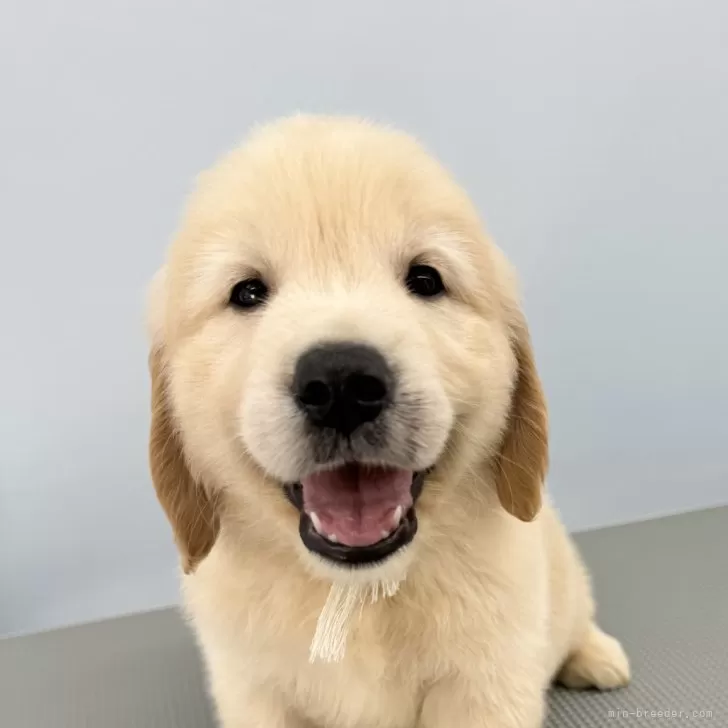ID：2409-06399の子犬