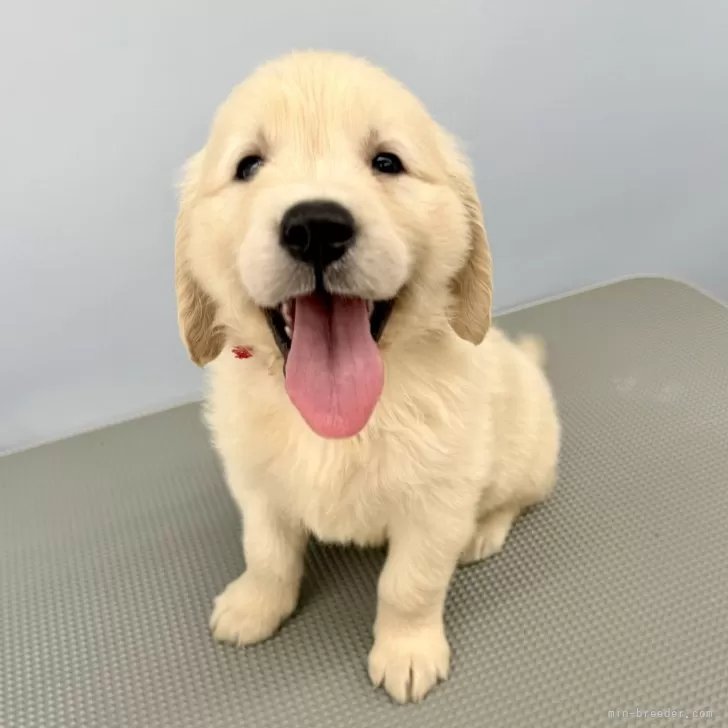 ID：2410-00879の子犬