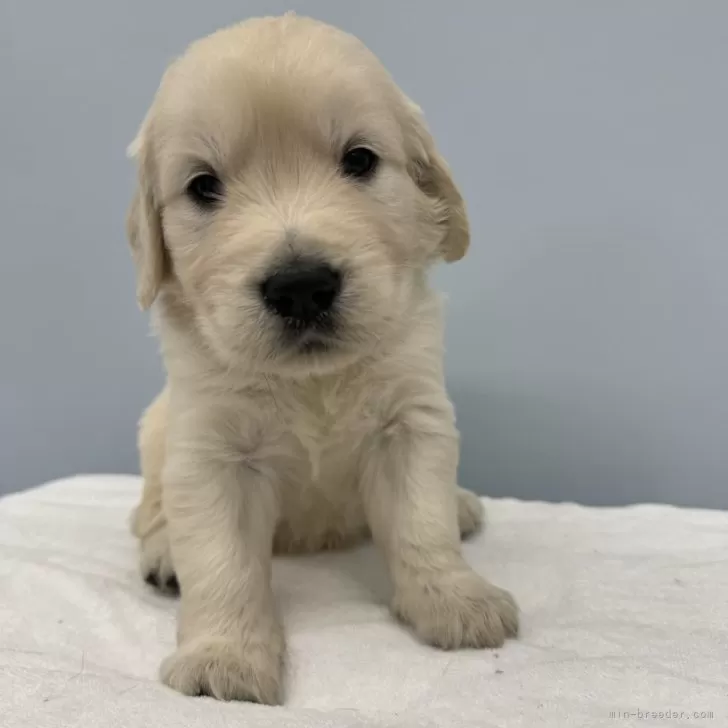 ID:2408-07612の子犬