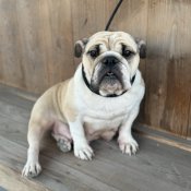 ブルドッグ【・女の子・2022年7月20日・レッド&ホワイト】