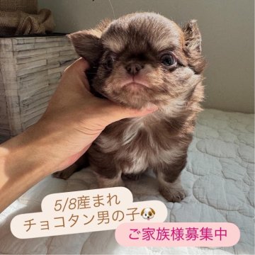 チワワ(ロング)【東京都・男の子・2025年5月8日・チョコレートタン】の写真「むちむち・毛量抜群💕鼻ぺちゃ🥰」