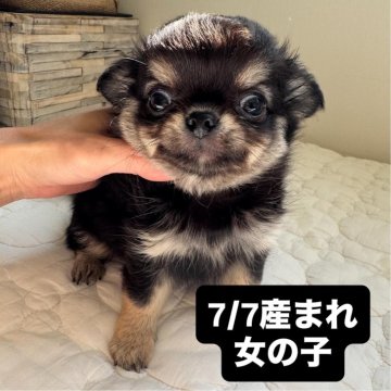 チワワ(ロング)【東京都・女の子・2025年7月7日・ブラックタン】の写真「かわいー🥰リップぷるぷる💞」