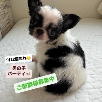 チワワ(ロング)【東京都・男の子・2025年9月22日・パーティ】の写真「可愛い僕💓💗」