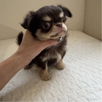 チワワ(ロング)【東京都・男の子・2025年10月19日・チョコタン】の写真「おっとり静かな僕」