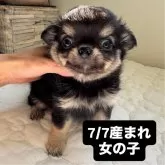 チワワ(ロング)