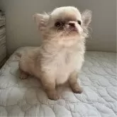 チワワ(ロング)